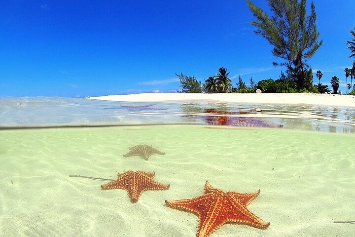 Starfish Point in Grand Cayman